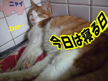 (@￣ρ￣@)ｚｚｚｚ
