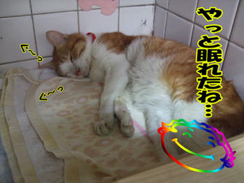 １００％きのこじゃないけどね（笑）