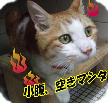いっぱい食べてね♪