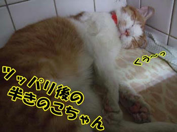 今日はよく眠れた…かな