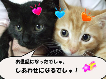 しあわせになれるよ。ブイ V(=^‥^=)v ブイ