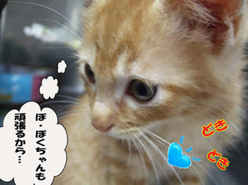 そうだ!\(*⌒0⌒)bがんばっ♪