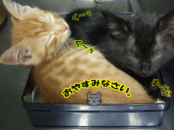 お決まりです。Zzzz