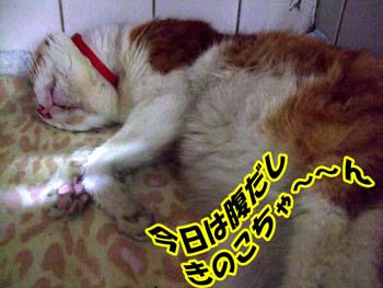 きのこだらけ(^ー^* )フフ♪