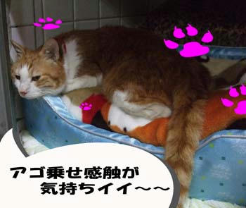 おくつろぎ？∬´ｰ｀∬ｳﾌ♪
