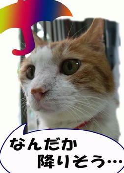 もう降ってるかな…