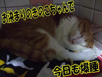 ~(=^‥^)ノ☆ おやすみニャ。