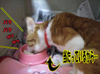 勢いがあるねo(*^▽^*)o~♪