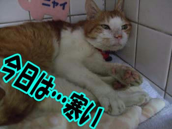 眠れないの?