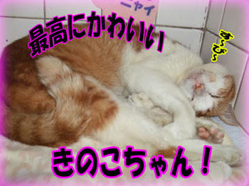 オヤスミ♪<(゚ー^)ノ^*・'゚☆。.:*: