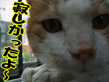 ゴメンね　(≧≦) ゴメンヨー