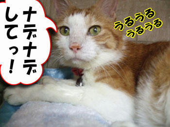 いいよ！タンタン！喜んで！