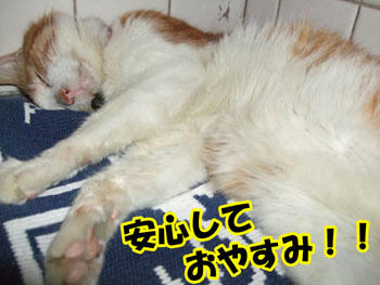 爆睡タンタン