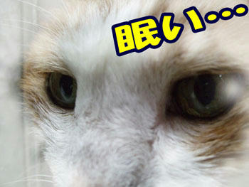 今日は…