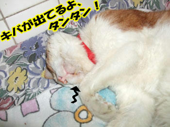 おべんと、付いてない?