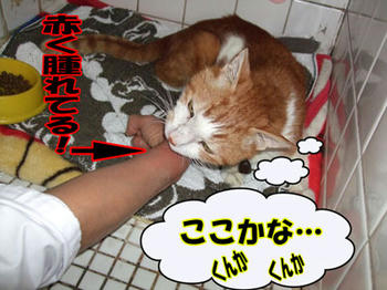 咬まれちゃった…