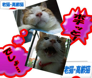 ･"ﾟ★('-^v)Thanks