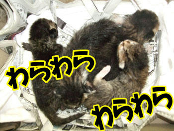 じたばったっ、じたばった!