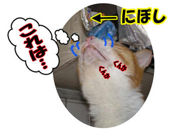 今日のおやつは…