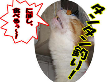 にぼし、ゲット！