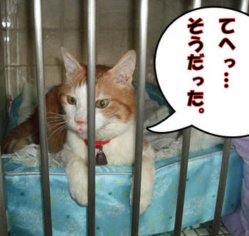 ((^┰^))ゞ ﾃﾍﾍ