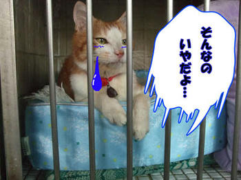 。・°°・(((p(≧□≦)q)))・°°・。ウワーン!!