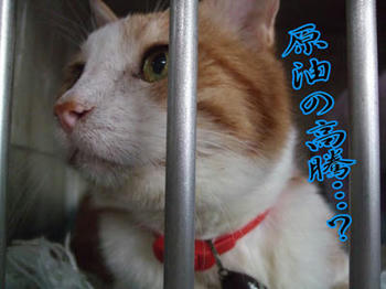 分かんないけど、ショックかも…