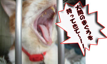 大間のまぐろ～？ぉお!!(ﾟﾛﾟ屮)屮