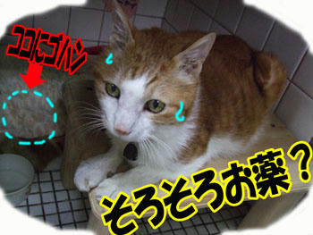 そろそろかな？