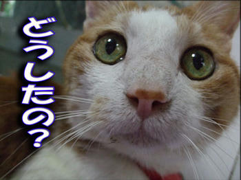 何があったの？