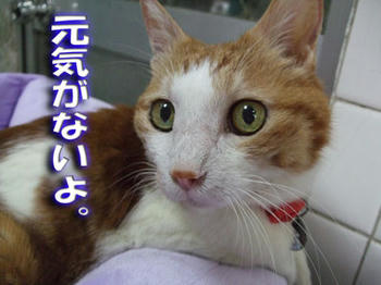 いつもの鼻歌は？