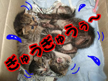 相変わらずだ～