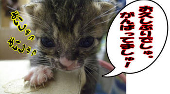 頑張れ！