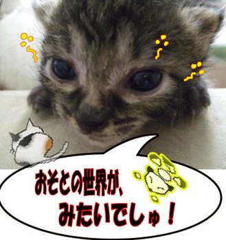 何が見える？
