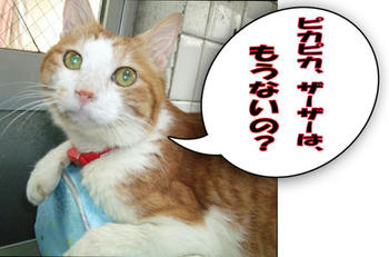 大丈夫なんだって！