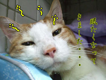 (=_ヾ) ﾈﾑﾈﾑｩ