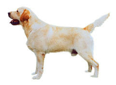 大型犬…