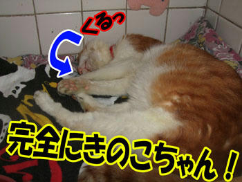 耳ナシきのこ…