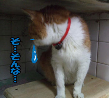 悲し過ぎ
