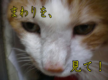 タンタン！