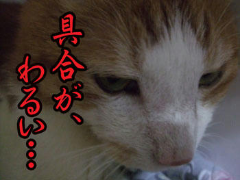 (_ _。)･･･ｼｭﾝやっぱり…