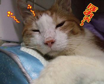 まだ元気が出ないの？