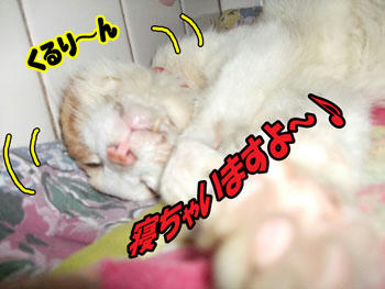 きのこちゃんだから大丈夫！