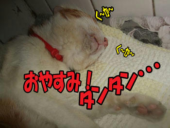 明日もいい一日でありますように♪