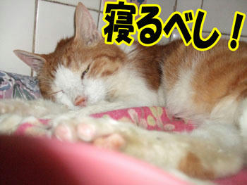 Zzzz…