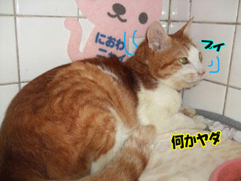どうしたの？　∑（;￣□￣Ａ ｱｾｱｾ
