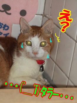 |)ﾟ0ﾟ(| 