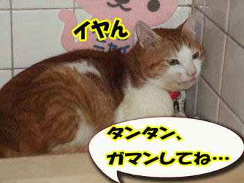 ゴメンね