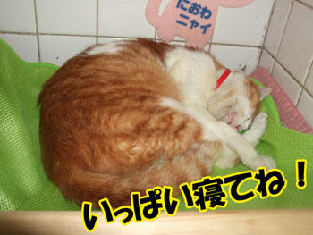 Ｚｚｚｚ