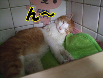 のび～～